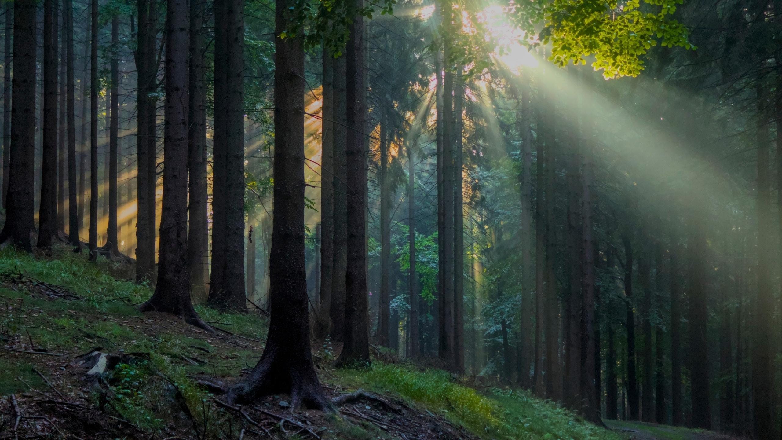Balíček letních škol qigongu a taiji Andao institute - retreat, pobyt, wellness, dovolená, Radvanec, rekreační areál Vlaštovčí